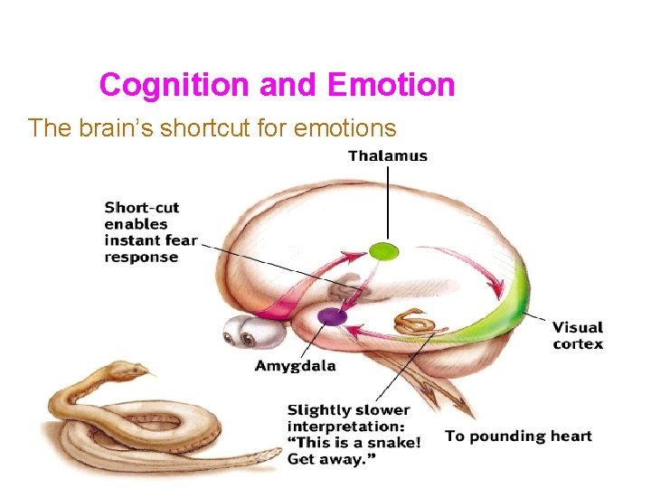 Cognition and Emotion The brain’s shortcut for emotions 