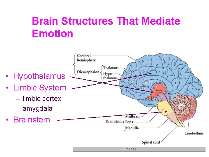Brain Structures That Mediate Emotion • Hypothalamus • Limbic System – limbic cortex –