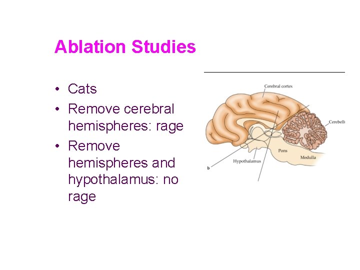 Ablation Studies • Cats • Remove cerebral hemispheres: rage • Remove hemispheres and hypothalamus: