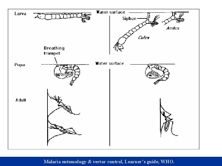 Malaria entomology & vector control, Learner’s guide, WHO. 