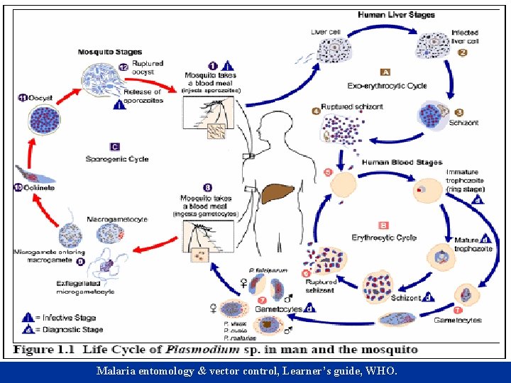 Malaria entomology & vector control, Learner’s guide, WHO. 
