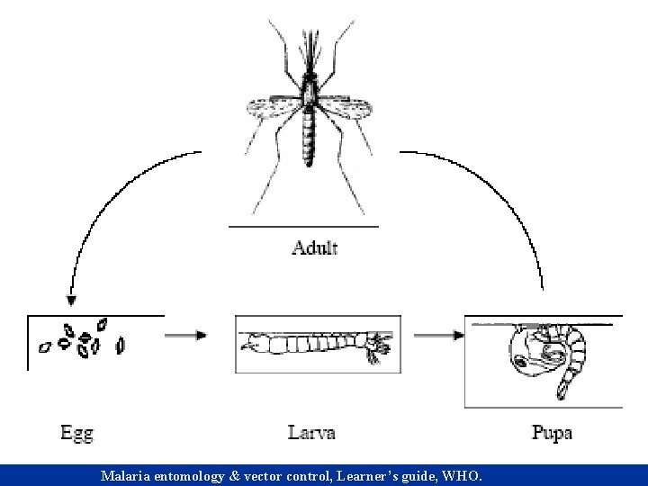 Malaria entomology & vector control, Learner’s guide, WHO. 