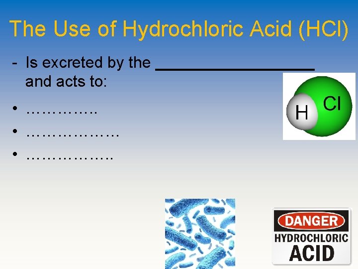 The Use of Hydrochloric Acid (HCl) - Is excreted by the _________ and acts
