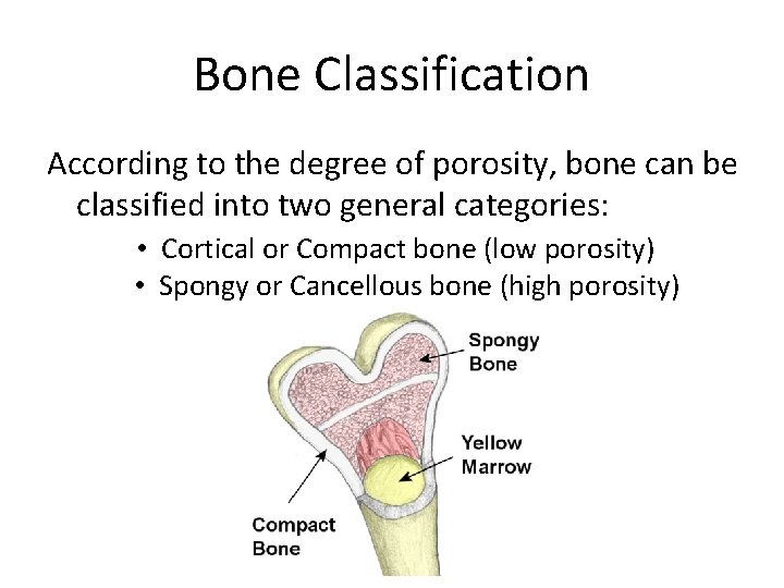 Bone Classification According to the degree of porosity, bone can be classified into two