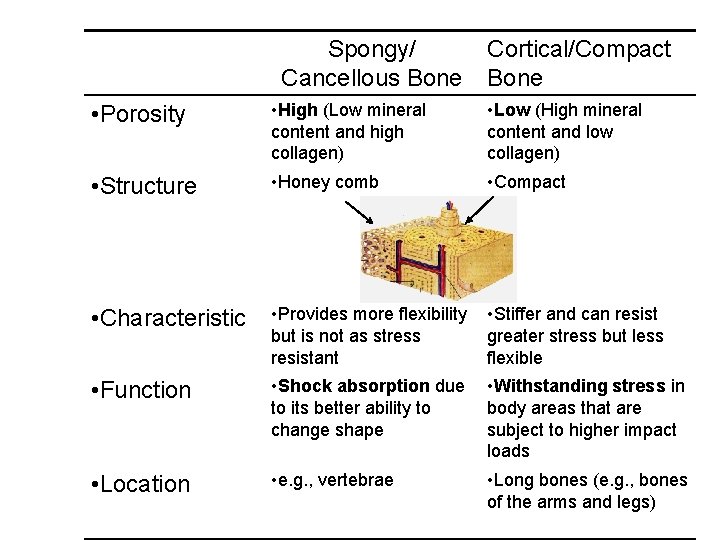 Spongy/ Cancellous Bone Cortical/Compact Bone • Porosity • High (Low mineral content and high