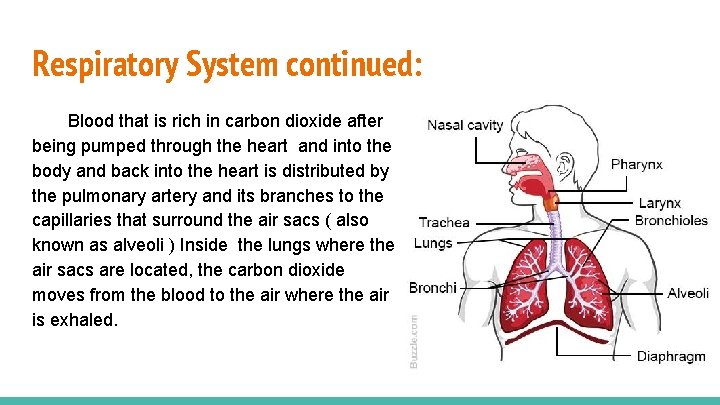 Respiratory System continued: Blood that is rich in carbon dioxide after being pumped through