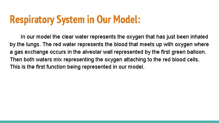 Respiratory System in Our Model: In our model the clear water represents the oxygen