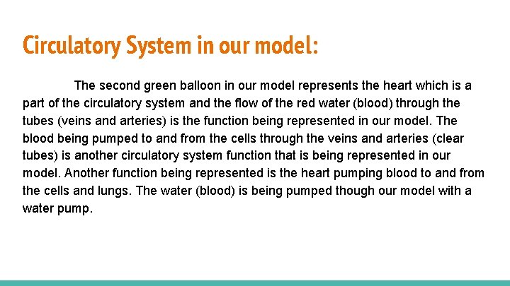 Circulatory System in our model: The second green balloon in our model represents the