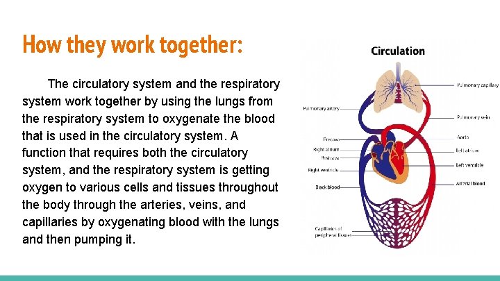 How they work together: The circulatory system and the respiratory system work together by