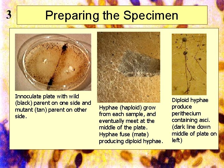 Preparing the Specimen Innoculate plate with wild (black) parent on one side and mutant