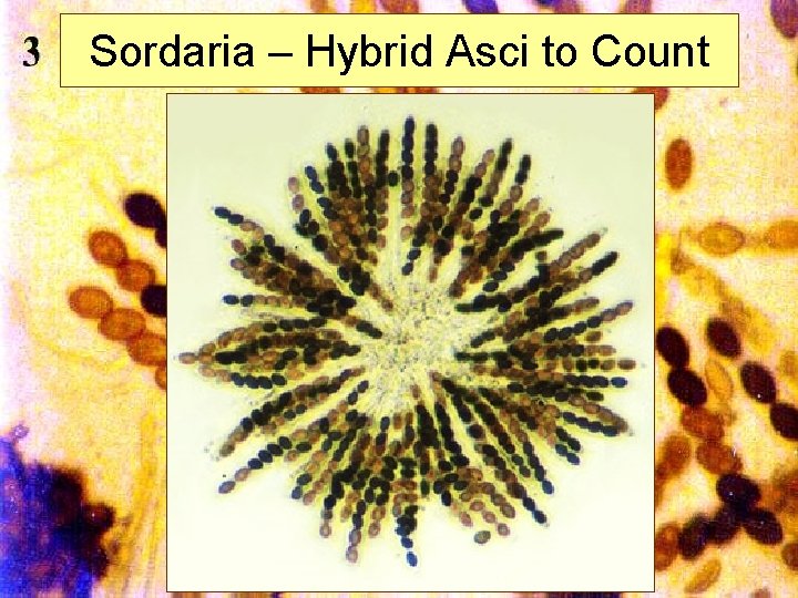 Sordaria – Hybrid Asci to Count Mills 2002 