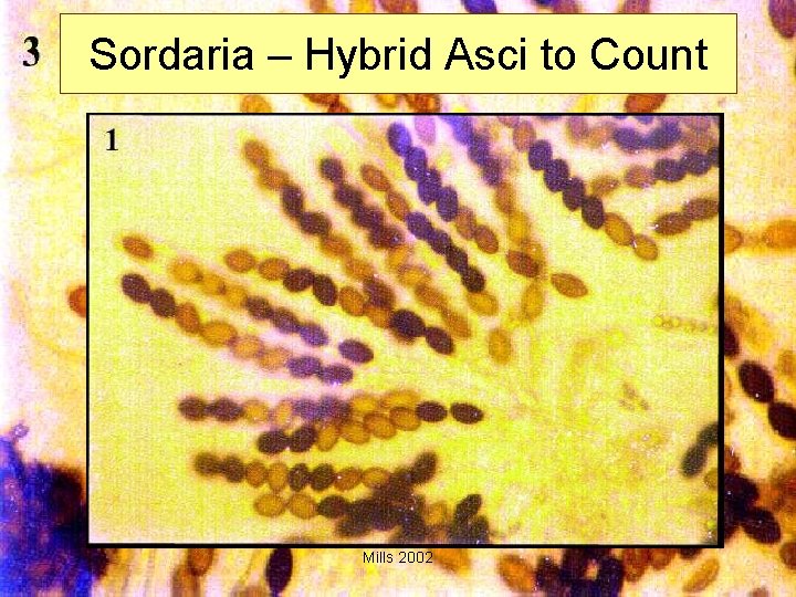 Sordaria – Hybrid Asci to Count Mills 2002 