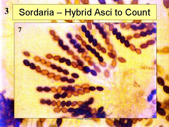 Sordaria – Hybrid Asci to Count Mills 2002 