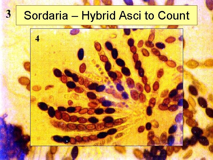 Sordaria – Hybrid Asci to Count 
