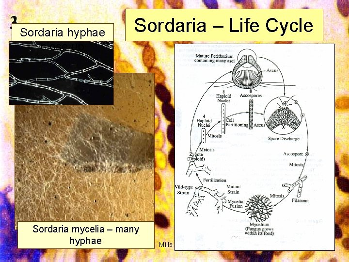 Sordaria hyphae close up Sordaria – Life Cycle Sordaria mycelia – many hyphae Mills