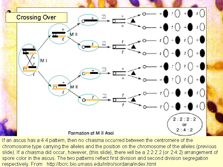 Crossing Over If an ascus has a 4: 4 pattern, then no chiasma occurred