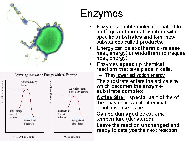 Enzymes • Enzymes enable molecules called to undergo a chemical reaction with specific substrates