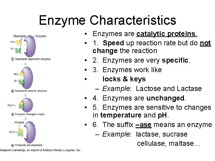 Enzyme Characteristics • Enzymes are catalytic proteins. • 1. Speed up reaction rate but