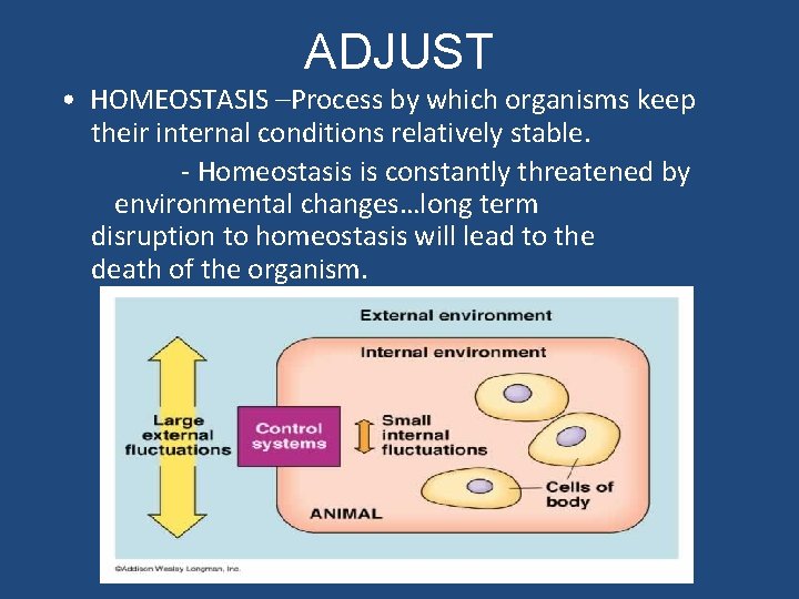 ADJUST • HOMEOSTASIS –Process by which organisms keep their internal conditions relatively stable. -