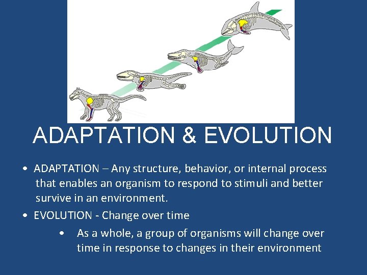 ADAPTATION & EVOLUTION • ADAPTATION – Any structure, behavior, or internal process that enables