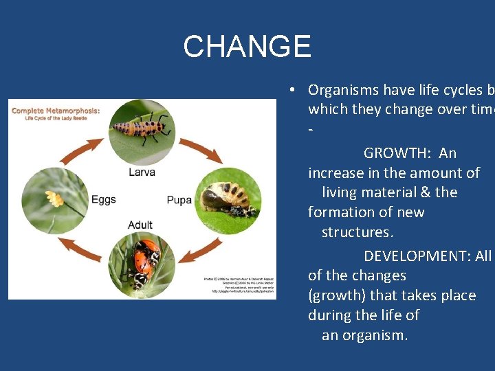 CHANGE • Organisms have life cycles b which they change over time GROWTH: An