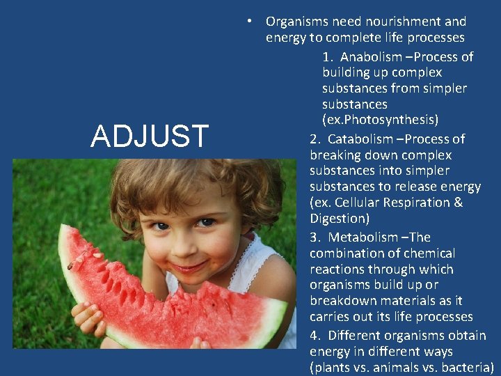 ADJUST • Organisms need nourishment and energy to complete life processes 1. Anabolism –Process