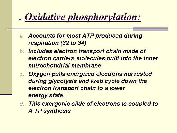 . Oxidative phosphorylation: a. Accounts for most ATP produced during respiration (32 to 34) . Oxidative phosphorylation: a. Accounts for most ATP produced during respiration (32 to 34)