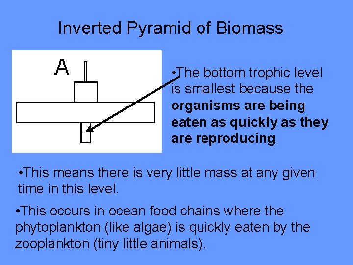 Inverted Pyramid of Biomass • The bottom trophic level is smallest because the organisms