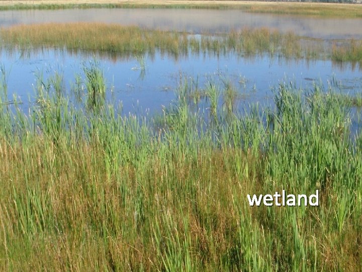 wetland 