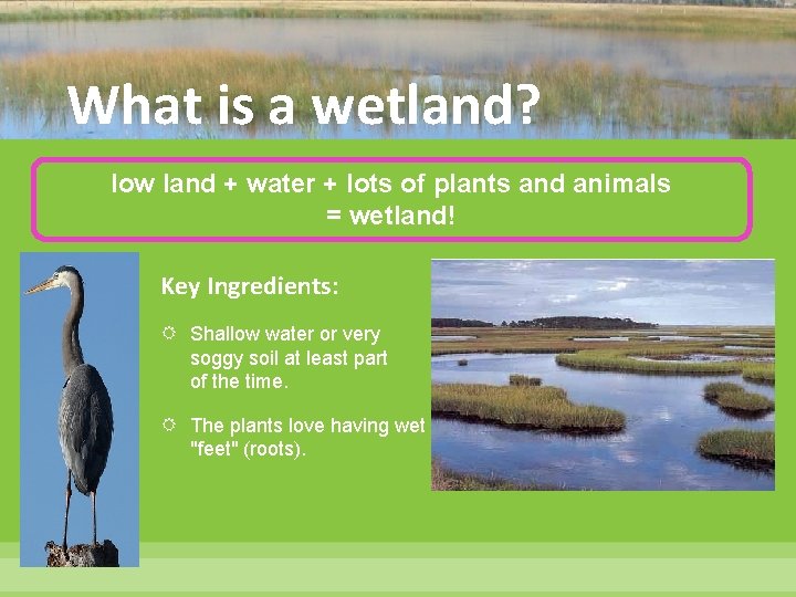 What is a wetland? low land + water + lots of plants and animals