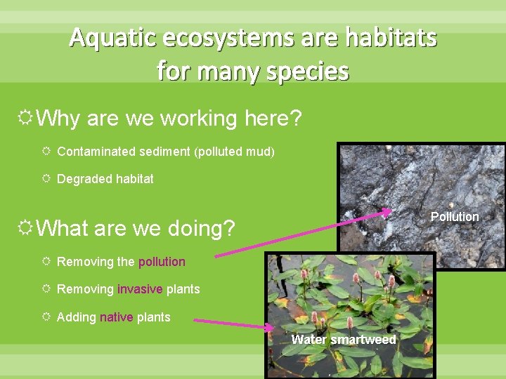 Aquatic ecosystems are habitats for many species Why are we working here? Contaminated sediment