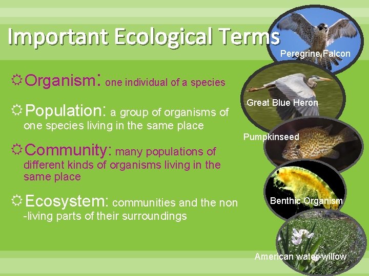 Important Ecological Terms Peregrine Falcon Organism: one individual of a species Population: a group