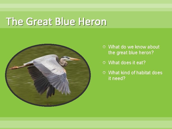 The Great Blue Heron What do we know about the great blue heron? What