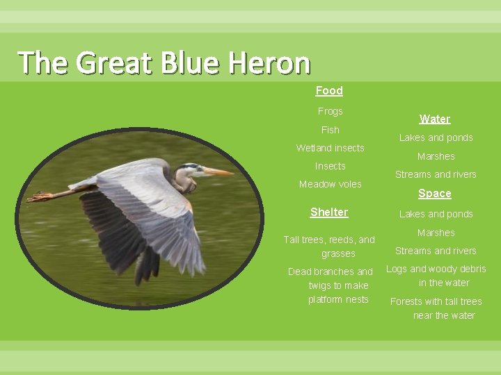 The Great Blue Heron Food Frogs Fish Wetland insects Insects Meadow voles Shelter Tall