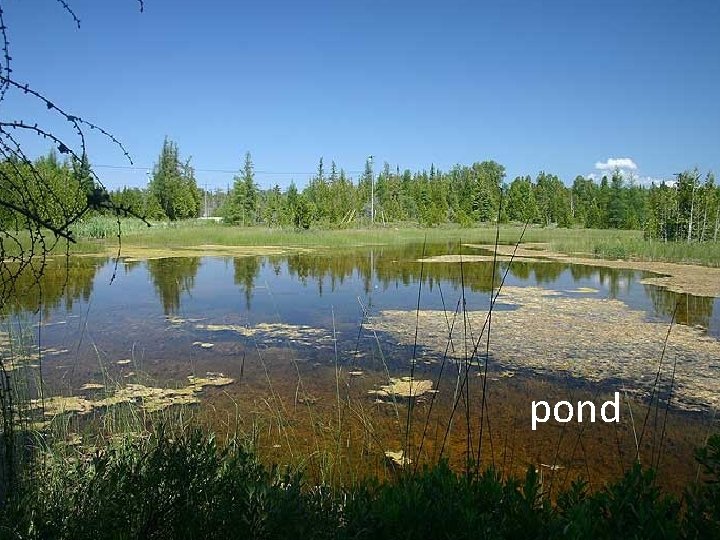 pond 