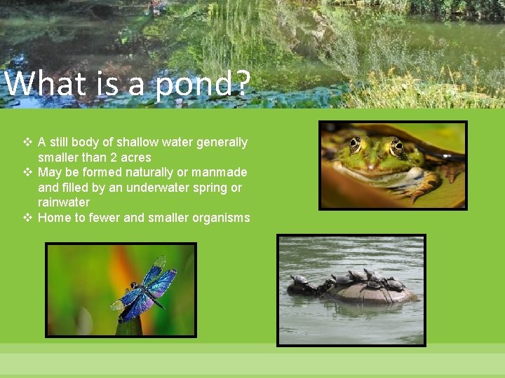 What is a pond? v A still body of shallow water generally smaller than