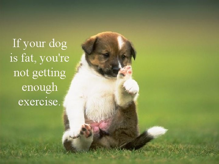 If your dog is fat, you're not getting enough exercise. 