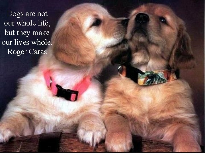 Dogs are not our whole life, but they make our lives whole. Roger Caras