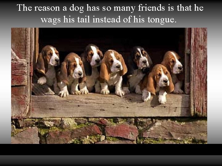 The reason a dog has so many friends is that he wags his tail