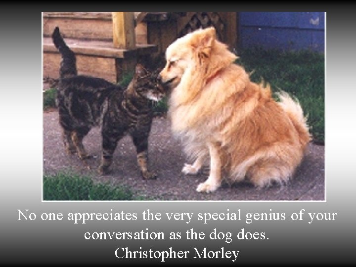 No one appreciates the very special genius of your conversation as the dog does.