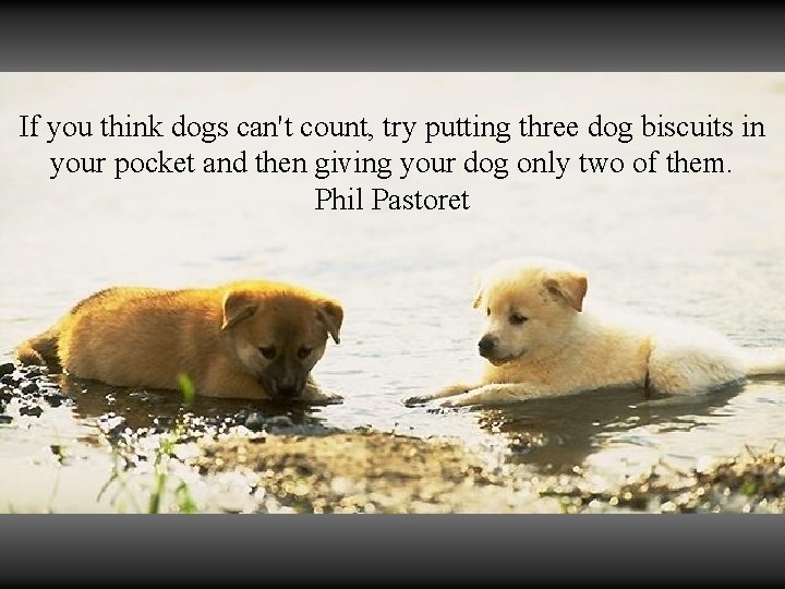 If you think dogs can't count, try putting three dog biscuits in your pocket