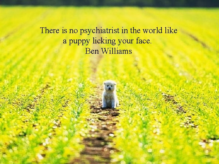 There is no psychiatrist in the world like a puppy licking your face. Ben