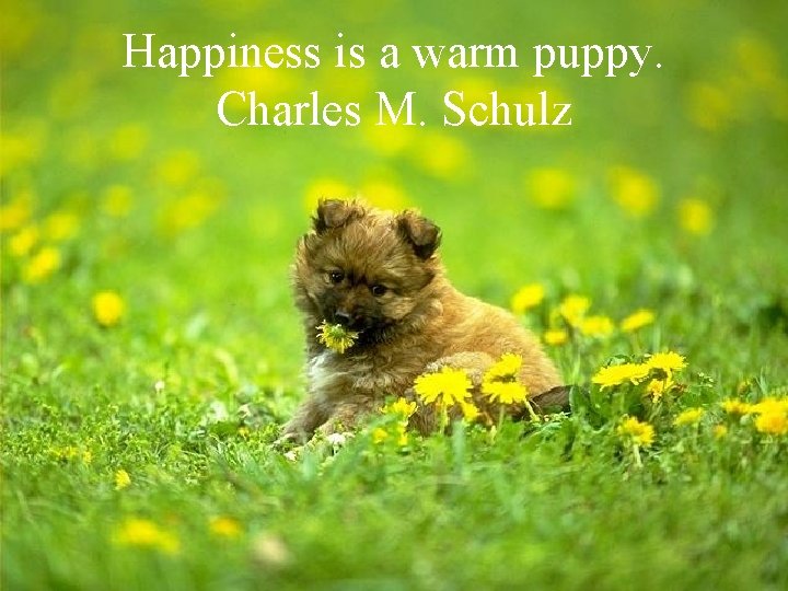 Happiness is a warm puppy. Charles M. Schulz 