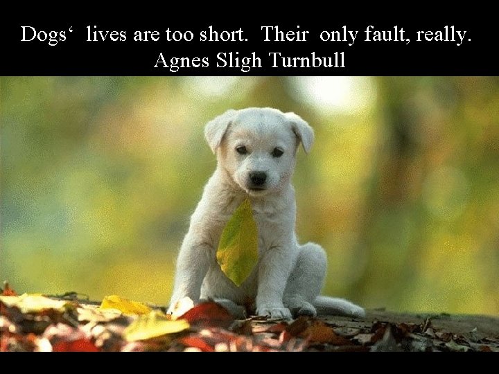 Dogs‘ lives are too short. Their only fault, really. Agnes Sligh Turnbull 