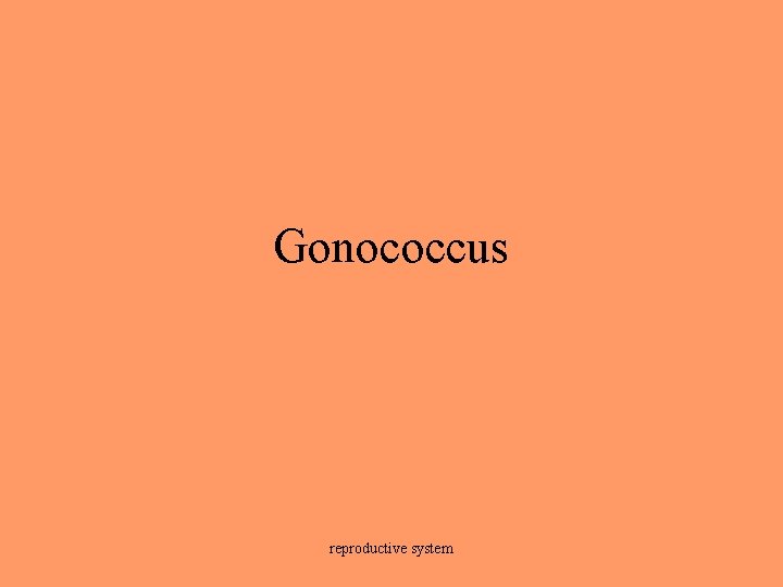 Gonococcus reproductive system 