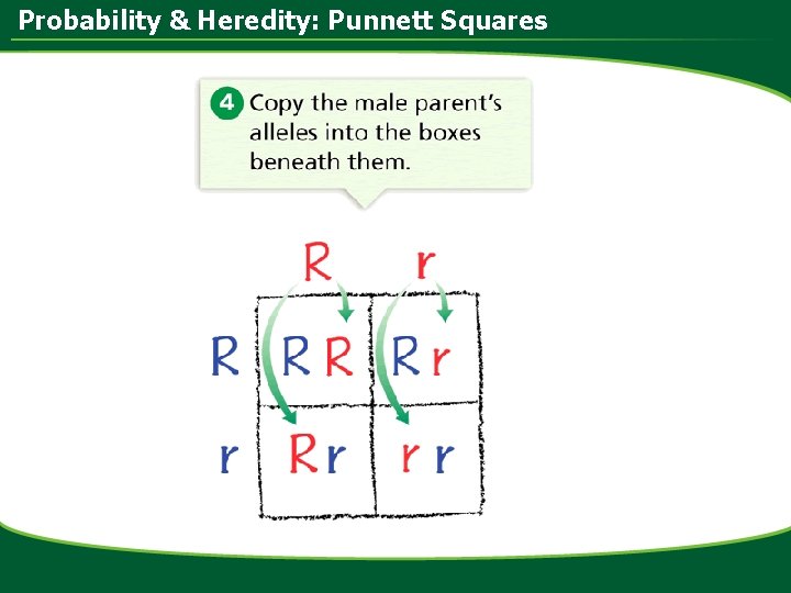 Probability & Heredity: Punnett Squares 