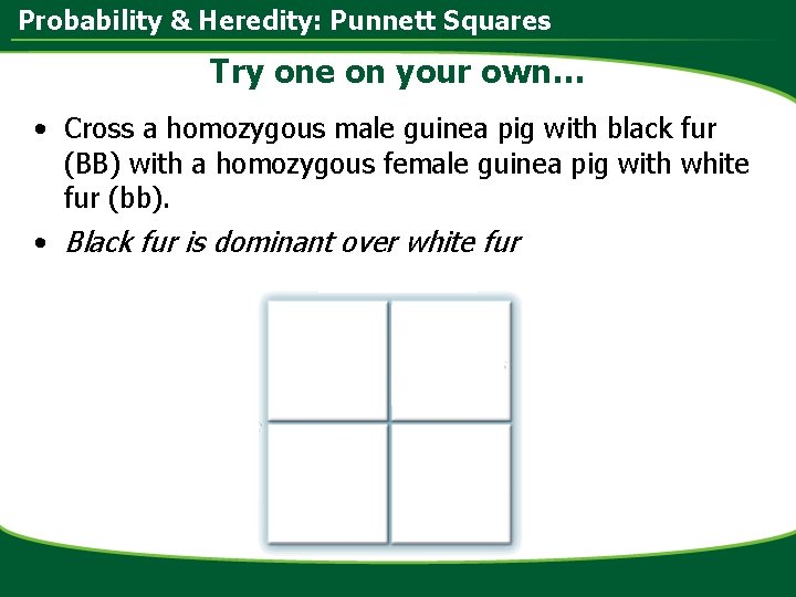 Probability & Heredity: Punnett Squares Try one on your own… • Cross a homozygous