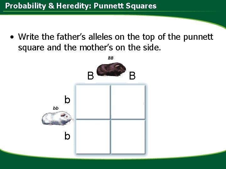 Probability & Heredity: Punnett Squares • Write the father’s alleles on the top of