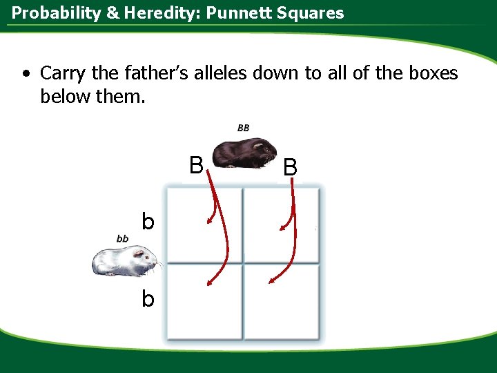 Probability & Heredity: Punnett Squares • Carry the father’s alleles down to all of
