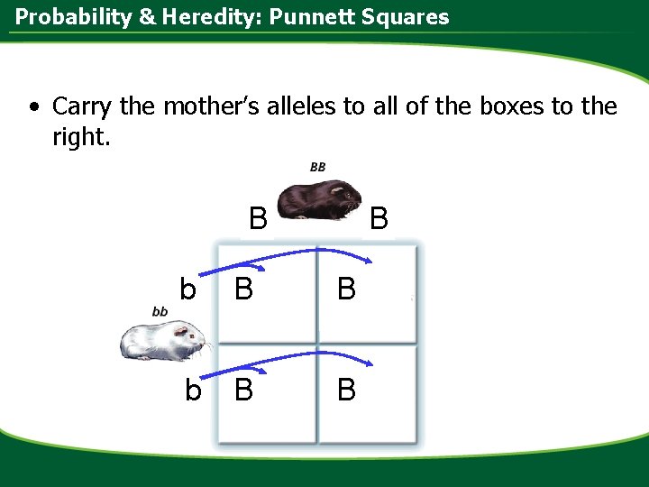 Probability & Heredity: Punnett Squares • Carry the mother’s alleles to all of the